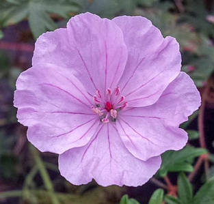 Герань криваво-червона 'Striatum', квітки рожеві. Контейнер 1,5 л