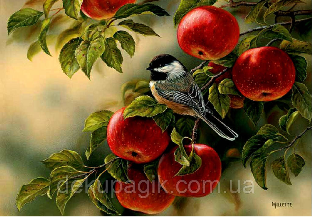 Декупажна карта DC BIRD- 009