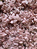 Гортензія стабілізована рожева антична 100 гр, фото 2