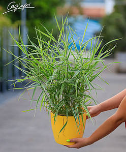 Канаркова трава тростинна 'Tricolor', контейнер 3л