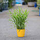 Канаркова трава тростинна 'Tricolor', контейнер 3л, фото 2
