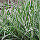 Канаркова трава тростинна 'Tricolor', контейнер 3л, фото 4