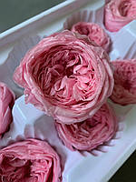 Роза Остін рожева
