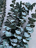 Евкаліпт стабілізований зелено-синій baby blue 40-65 см ( 5 гілок ), фото 2