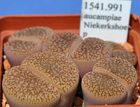 Літопс насіння Lithops aucampiae Niekerkshoep ------50 шт