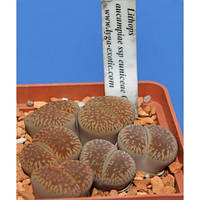 Літопс насіння Lithops aucampiae ssp euniceae C48 ------50 шт