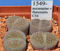 Літопс насіння Lithops aucampiae v fluminalis C54 ------50 шт