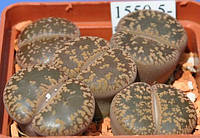 Літопс насіння Lithops aucampiae `Kuruman' C325 ------50 шт