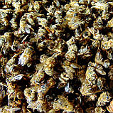 Бджолиний підмор зимовий, 50г, фото 2