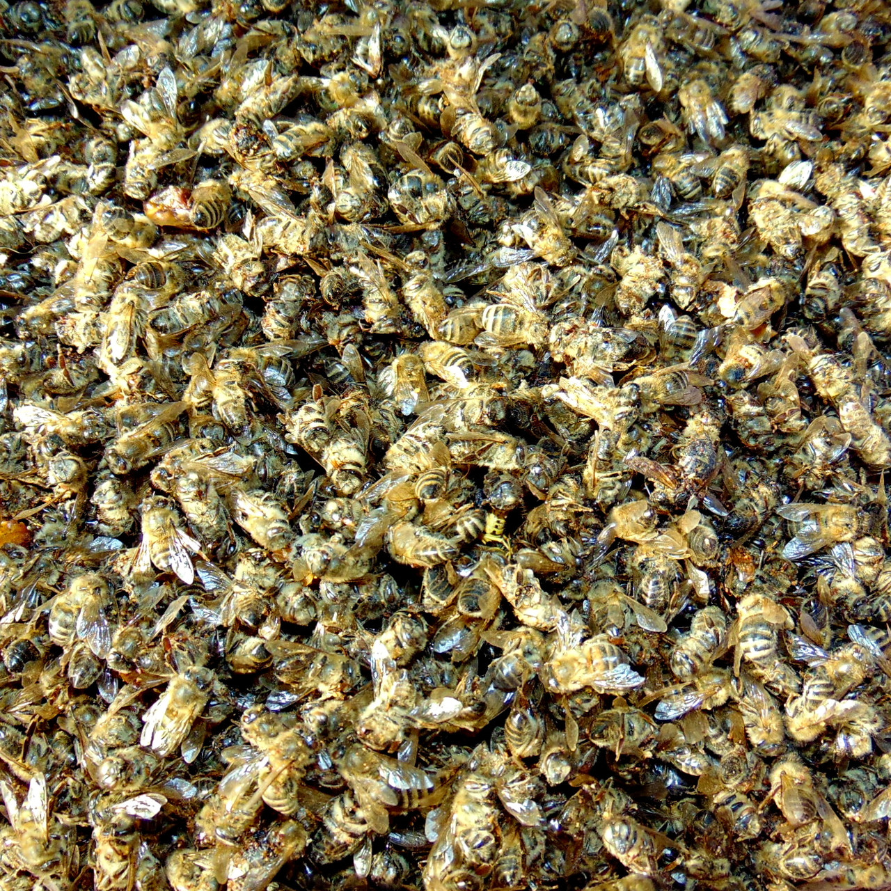 Бджолиний підмор зимовий, 50г, фото 1