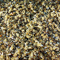 Бджолиний підмор зимовий, 50г