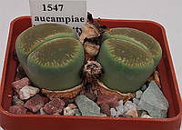 Літопс насіння Lithops aucampiae ssp. euniceae 'Bellaketty' ------10 шт