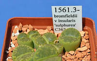 Літопс насіння Lithops bromfieldii v insularis 'sulphurea' C362 ------50 шт