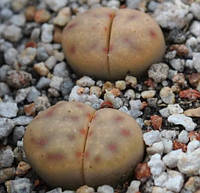 Літопс насіння Lithops dinteri multipunctata C181 ------50 шт