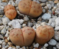 Літопс насіння Lithops dinteri ssp. frederici C180 ------50 шт