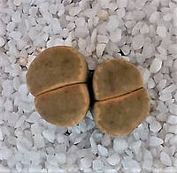 Літопс насіння Lithops dinteri ssp. dinteri v. dinteri 'Dintergreen'C206AQ ------20 шт
