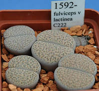 Літопс насіння Lithops fulviceps v lactinea C222 ------50 шт