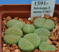 Літопс насіння Lithops fulviceps f. aurea C363 ------50 шт