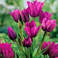 Тюльпан Многоцветковый Purple Bouquet 11/12