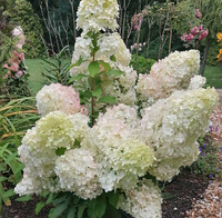 Гортензия метельчатая Геркулес, Hydrangea paniculata Hercules