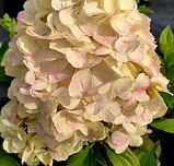 Гортензія мітловидна Геркулес, Hydrangea paniculata Hercules, фото 4