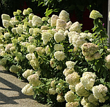 Гортензія мітловидна Геркулес, Hydrangea paniculata Hercules, фото 3