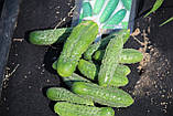 Насіння огірків Журавльонок F1 15 шт. НК Еліт, фото 5