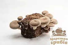 Свіжі гриби Шиїтаке (LENTINULA EDODES)