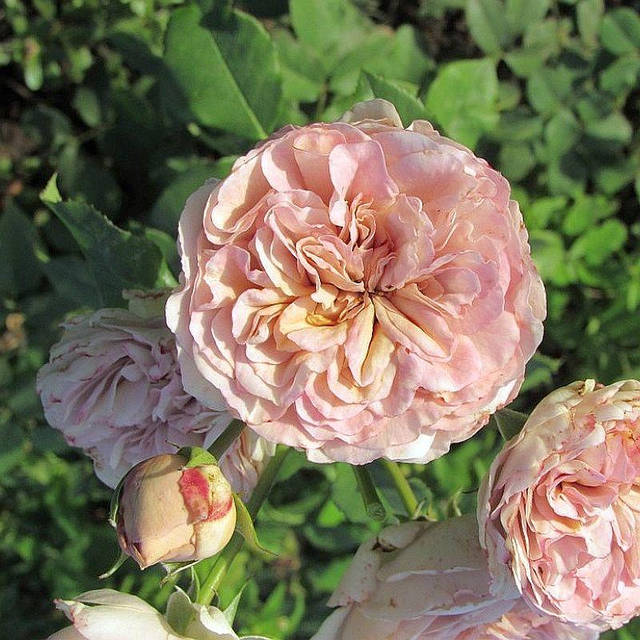 Роза Color of Jupiter (Кале оф Юпитер): продажа, цена в