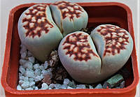 Літопс насіння Lithops karasmontana v. karasmontana 'Top Red' ------50 шт