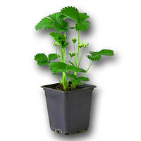 Стакан під розсаду 180 мл 6х6 h65 пластиковий без отворів, ємність для вирощування розсади овочів 100 шт