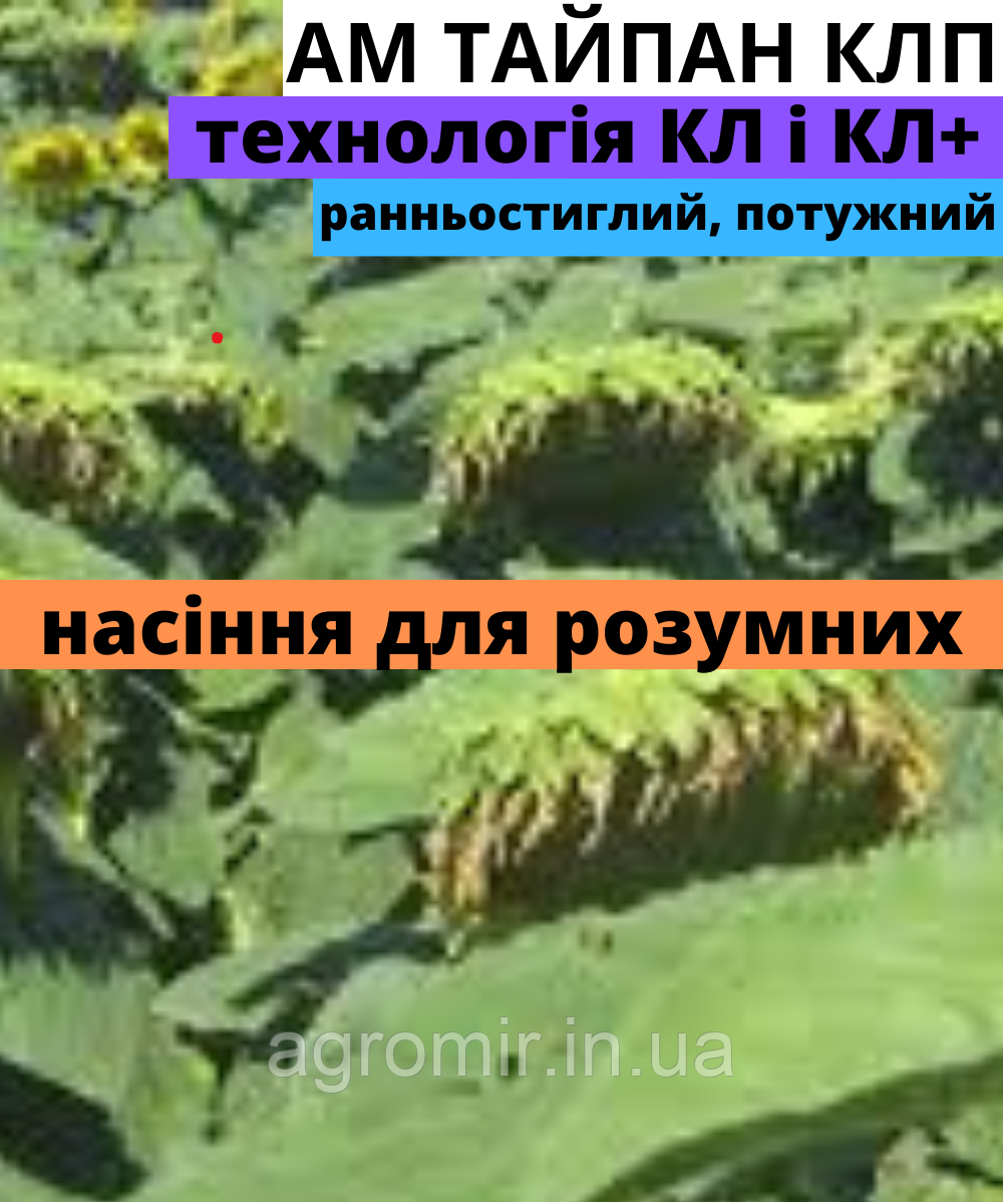 Гібрид соняшнику АМ ТАЙПАН КЛП