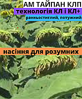 Гібрид соняшнику АМ ТАЙПАН КЛП
