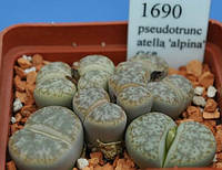 Літопс насіння Lithops pseudotruncatella 'alpina' C68------50 шт