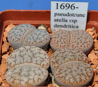 Літопс насіння Lithops pseudotruncatella ssp dendritica 'pulmonuncula' C71------50 шт