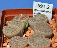 Літопс насіння Lithops pseudotruncatella `alpina' C381------50 шт