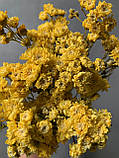 Ахілея Птарміка жовта (10 гілок), фото 3