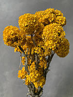 Гелиптерум Гумбольдта желтый (15 гр)