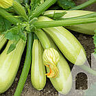 Насіння Кабачок Чаклун Садиба центр 10 г, фото 2