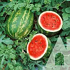 Кавун Леді F1 Професійне насіння 8 шт, фото 6