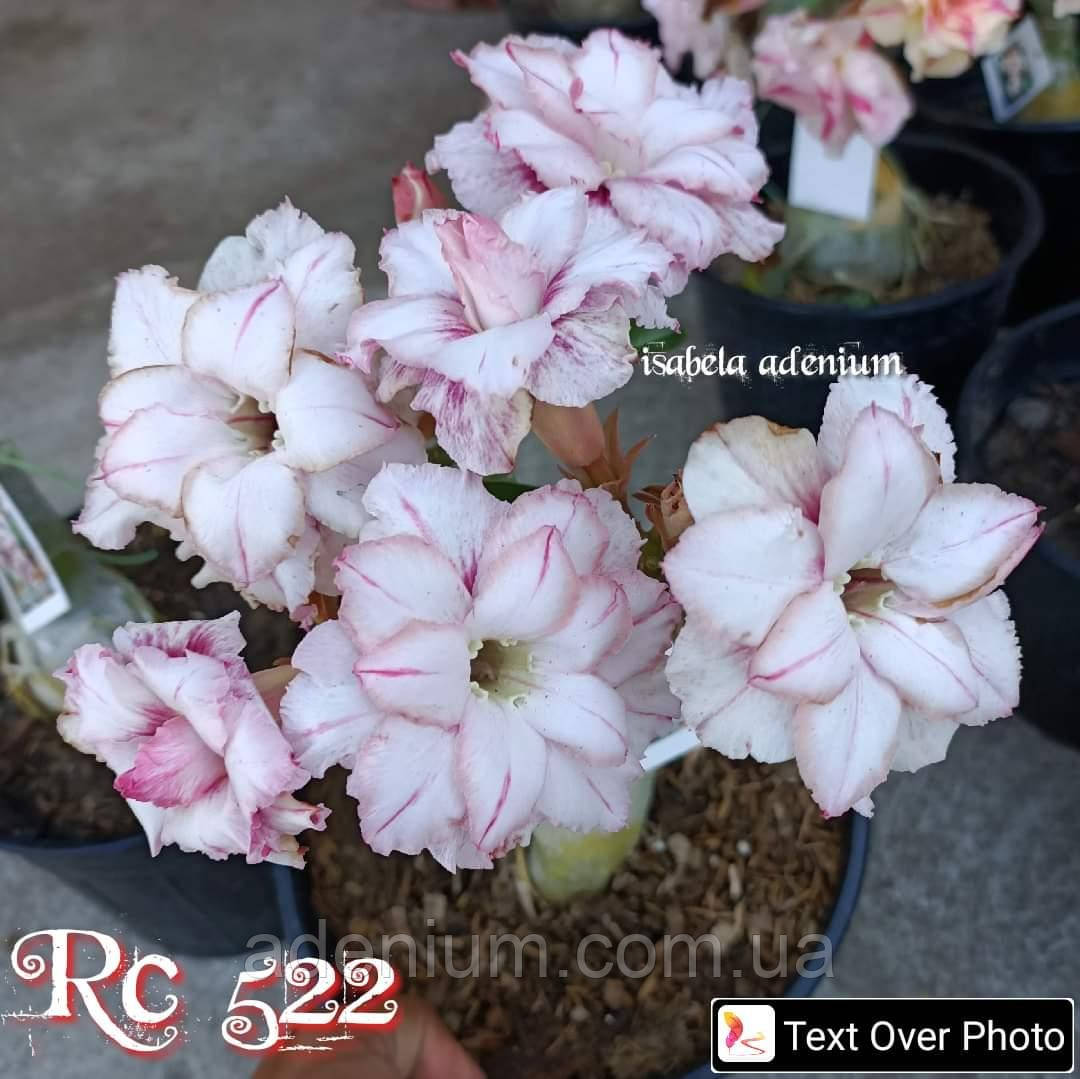 Адениум RC522 (щеплення #1)