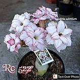 Адениум RC522 (щеплення #2), фото 2