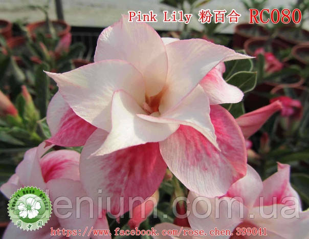 Аденіум Pink Lily (щеплення)