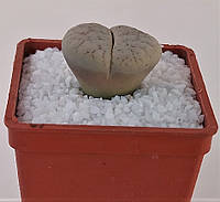 Літопс Lithops gracilidelineata v. gracilidelineata C367 /,D20 mm,