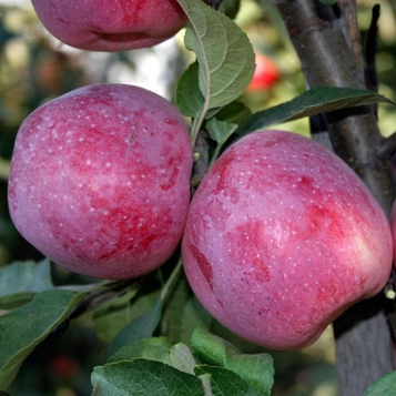 Яблоня Флоріна (зимній сорт)