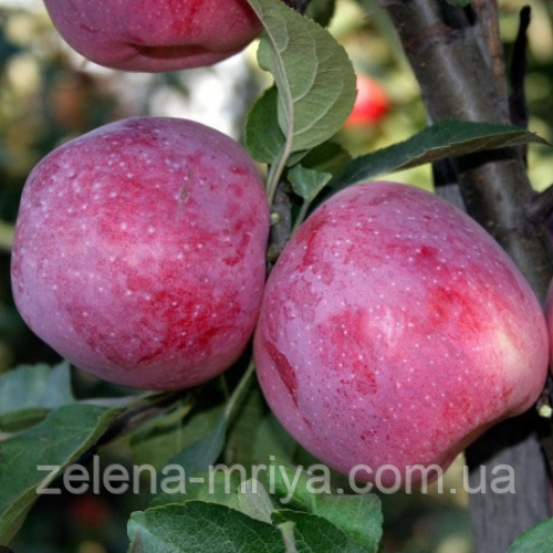 Яблоня Флоріна (зимній сорт), фото 1