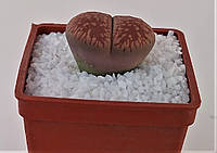 Літопс Lithops aucampiae ssp. euniceae v. euniceae C48 /,D20