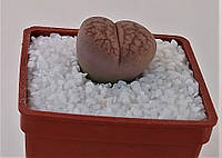 Літопс Lithops pseudotruncatella ssp. pseudotruncatella v. elisa C187 /,D18 mm