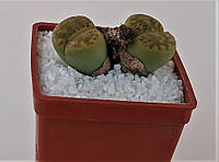 Літопс Lithops bromfieldii v. insularis 'Sulphurea' C362 /,D25 mm,