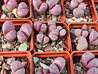 Літопс насіння Lithops optica cv Rubra C287 ------20 шт